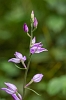 _16C7626 Red Helleborine